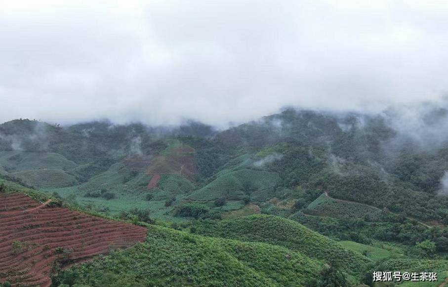 生茶張|帶你認識臨滄6大茶山!_茶樹_茶園_雲南省