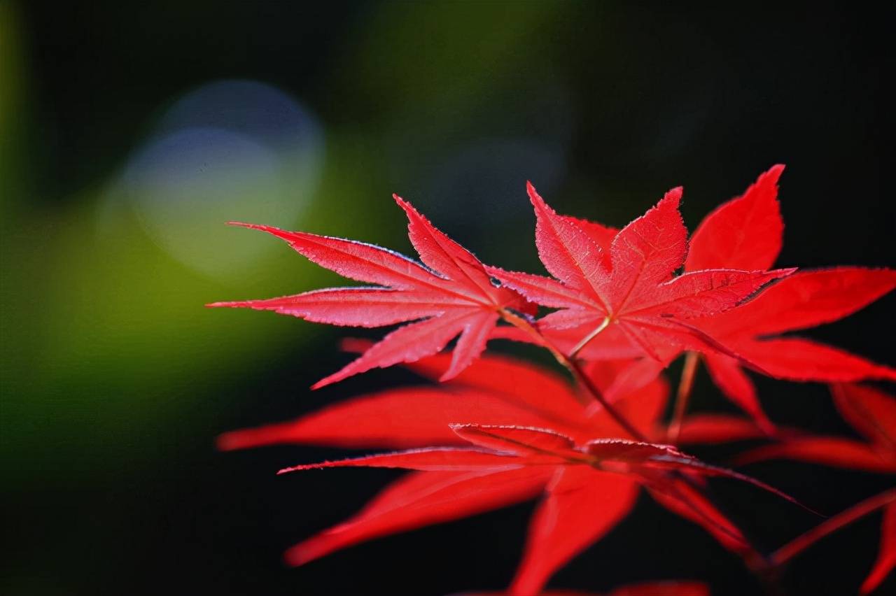 原创不喜欢换微信头像的多半有三种人不论男女都很值得深交