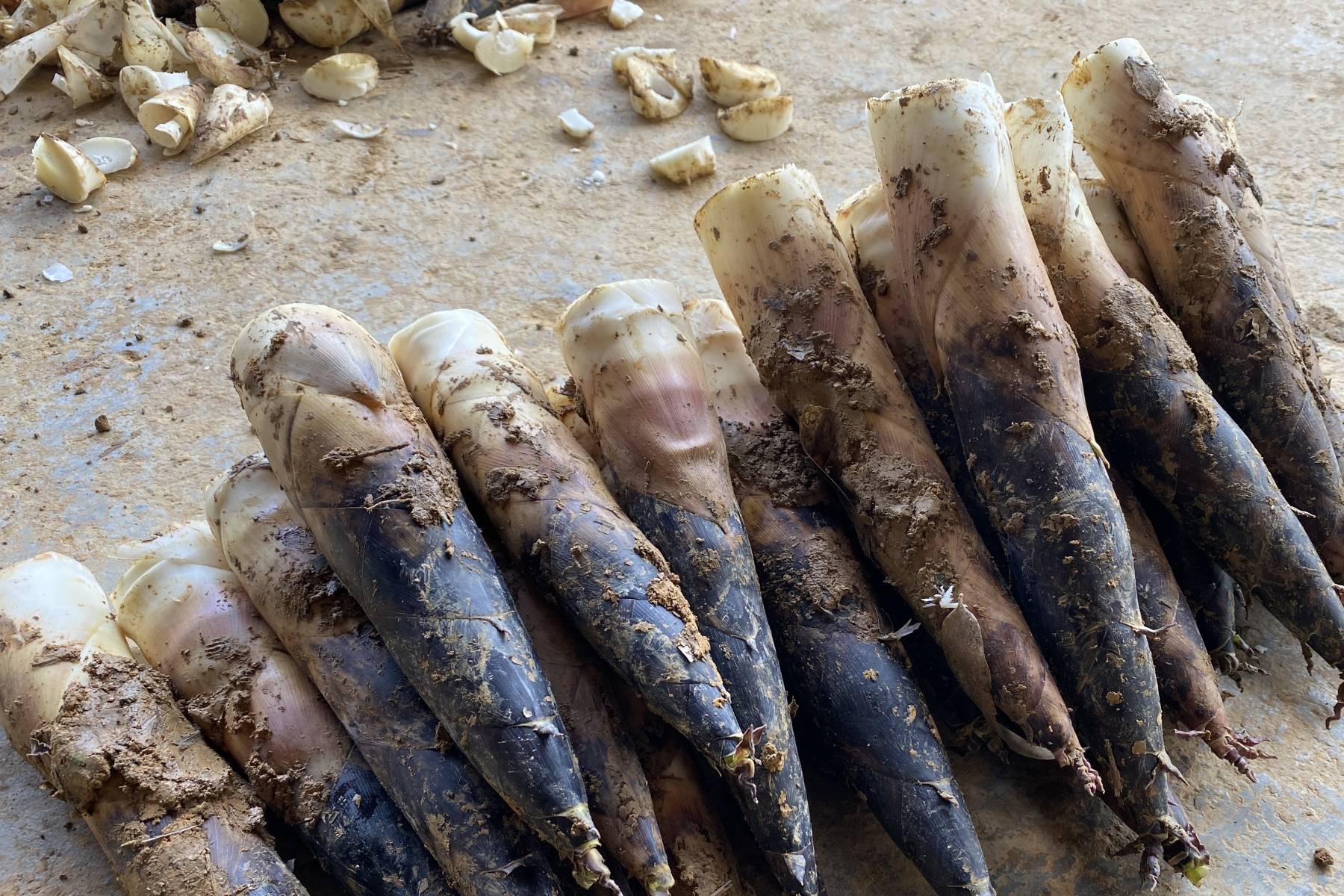 原创
买竹笋时,挑粗的还是长的?牢记2点,竹笋又脆又嫩还新鲜