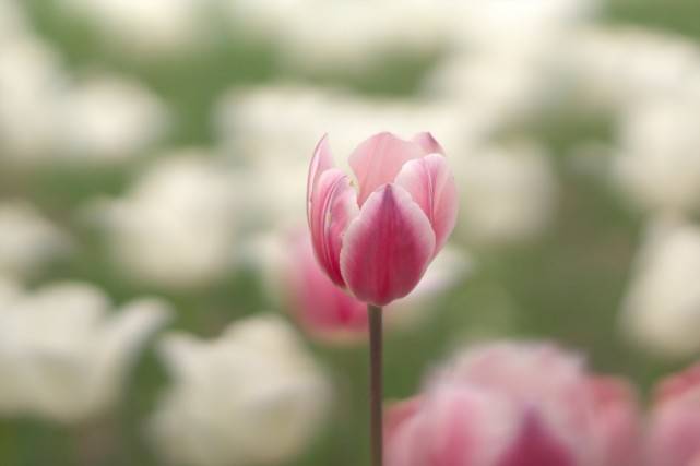 农历3月初8日是什么日子好不好
