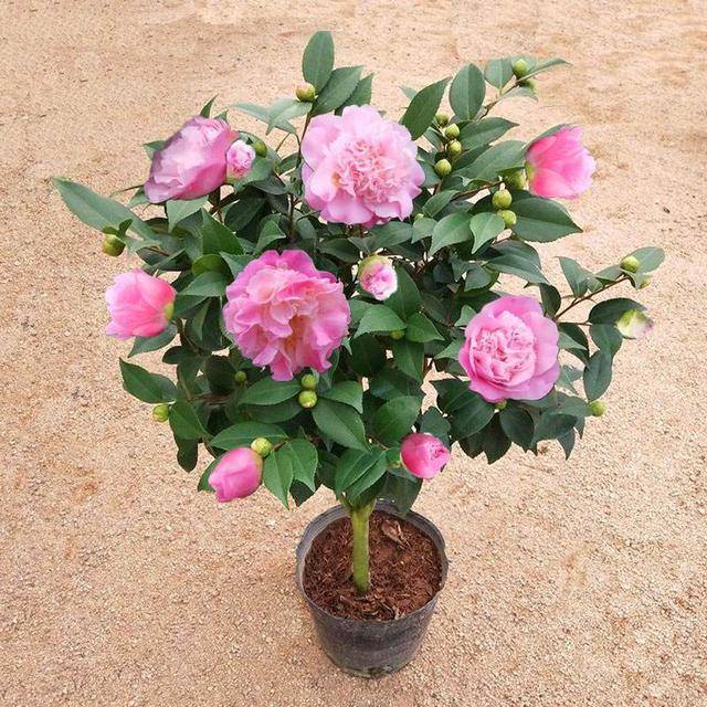 香妃 茶花开花繁多 香味浓郁 易养活 适合花艺小白 种植 花朵 环境