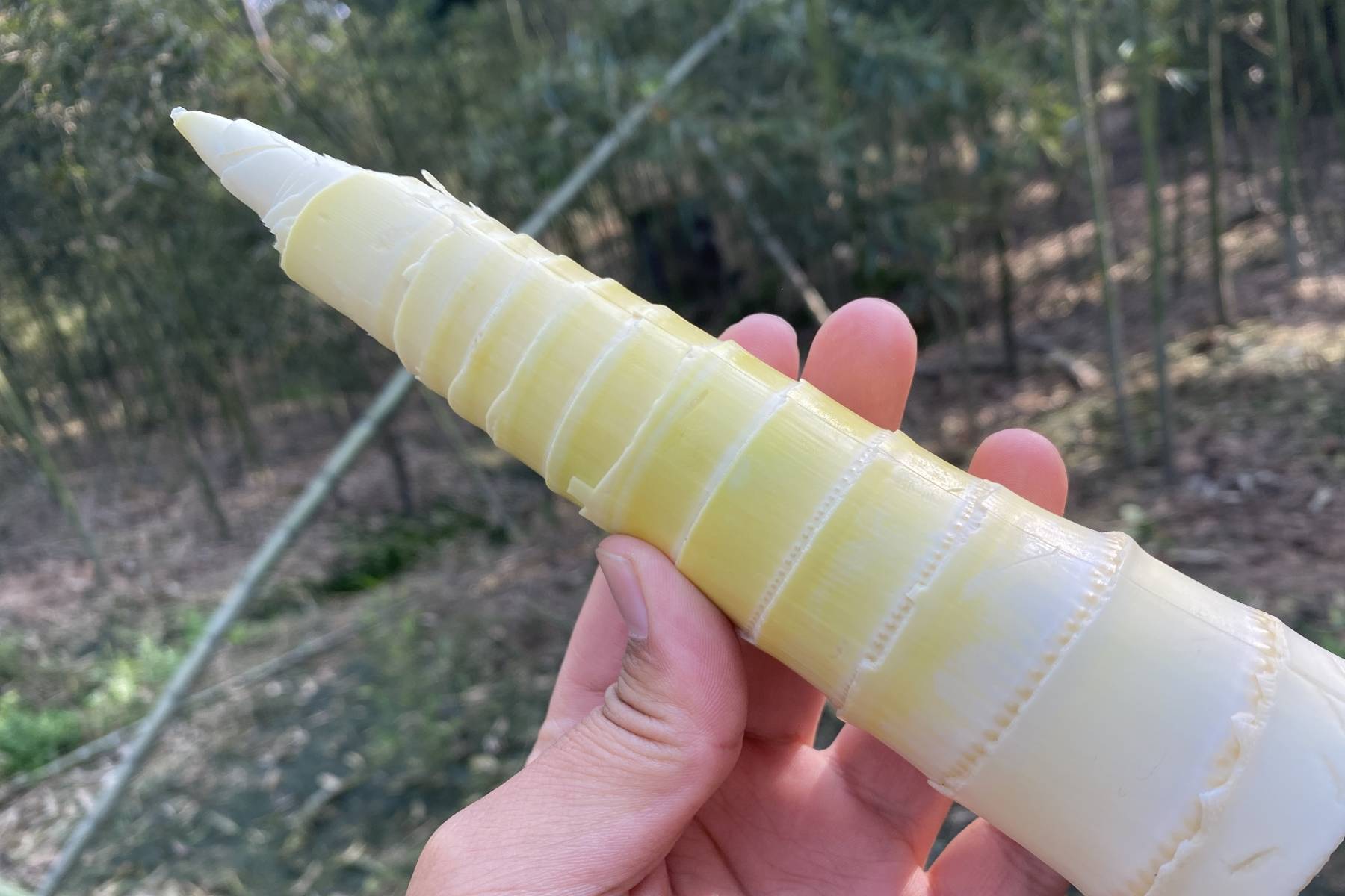 原创
买竹笋时,挑粗的还是长的?牢记2点,竹笋又脆又嫩还新鲜