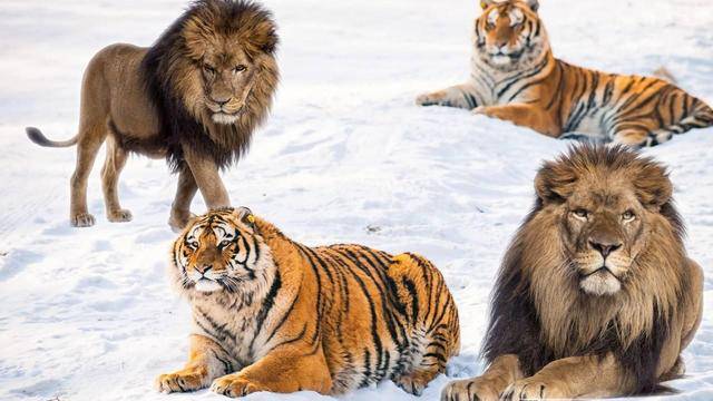 狮虎兽,虎狮兽,虎狮虎兽……都来自人为操控的"爱情悲剧"_杂交_老虎