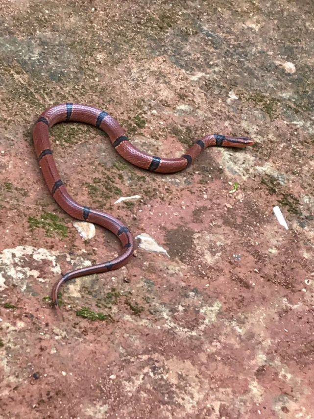 梦之语，解析我梦见一条花蛇在水里的深层含义