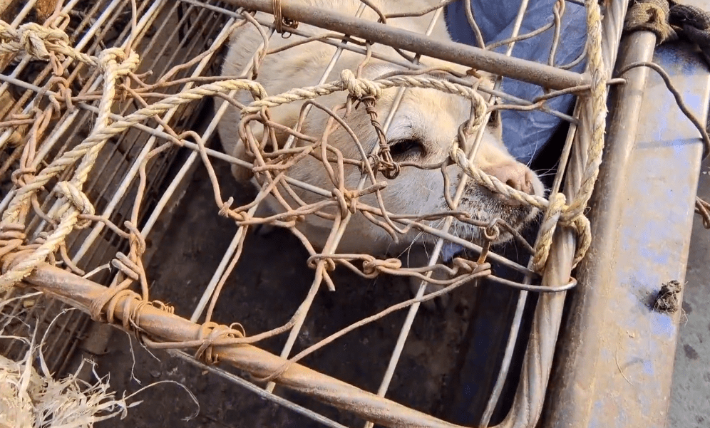 狗狗的眼中也越发的绝望但是,大哥只是看着在麻袋里不停挣扎的狗狗