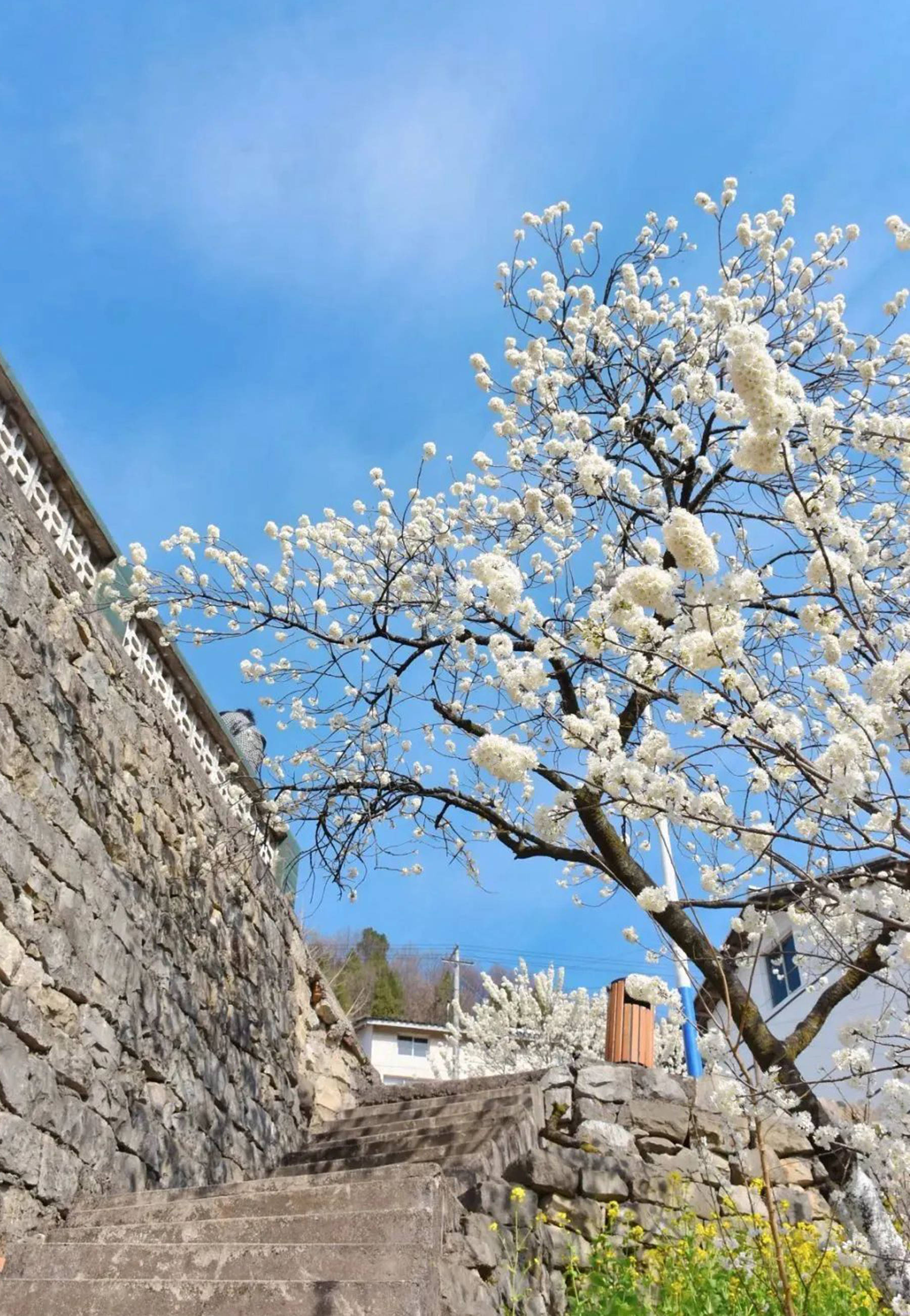 超好看沙河5000亩樱花盛开漫山遍野花香四溢一起来看看