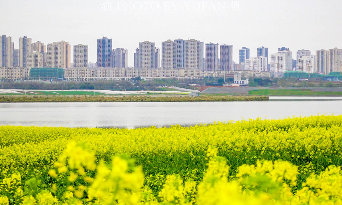 潼南|中国最美的城市油菜花海，花已开好遍地流金，免费开放，就在重庆