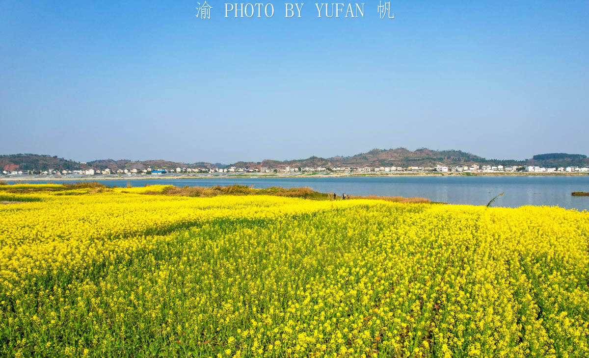 潼南|中国最美的城市油菜花海，花已开好遍地流金，免费开放，就在重庆