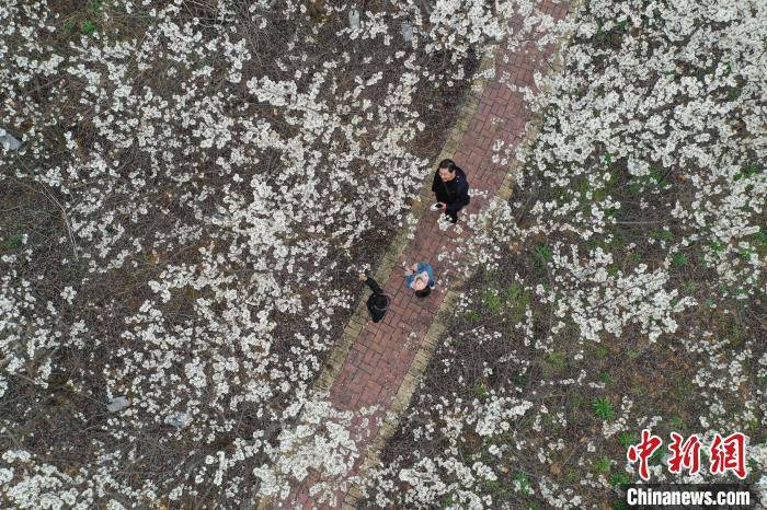 新闻网|贵州纳雍万亩樱桃花竞相绽放引游人