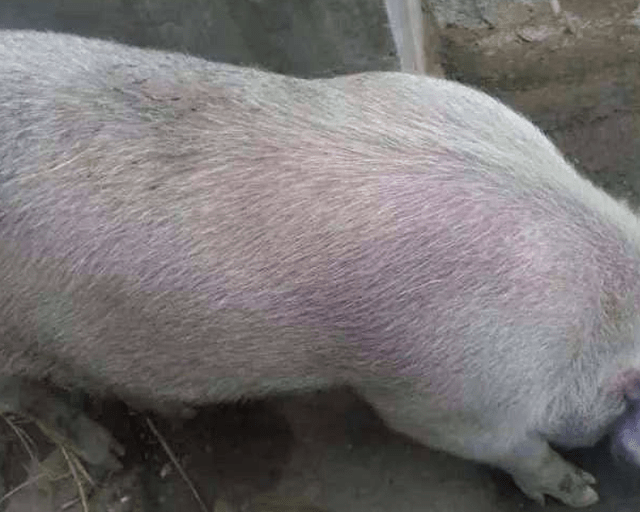 猪尿发黄不吃食是什么原因猪尿黄不吃东西是什么病病因在这里