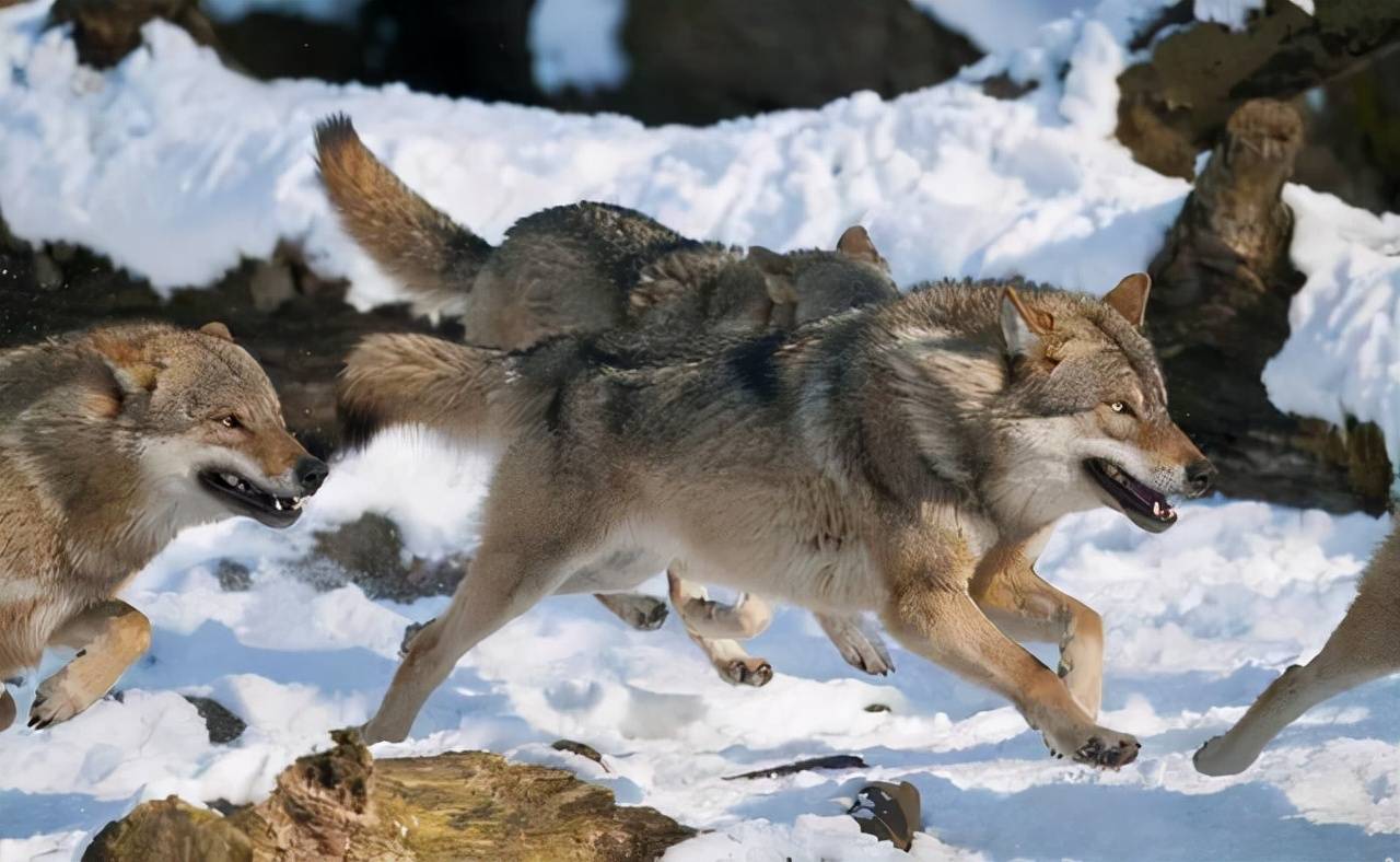 狼语解密：狼的3种不同语言，800万年来狼群是如何相互交流的？ - 哔哩哔哩