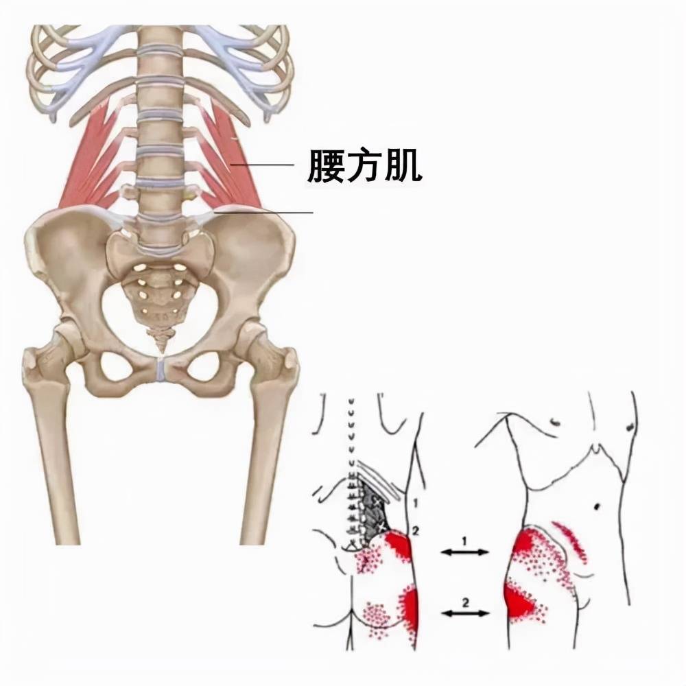 gif图带你放松与加强腰方肌