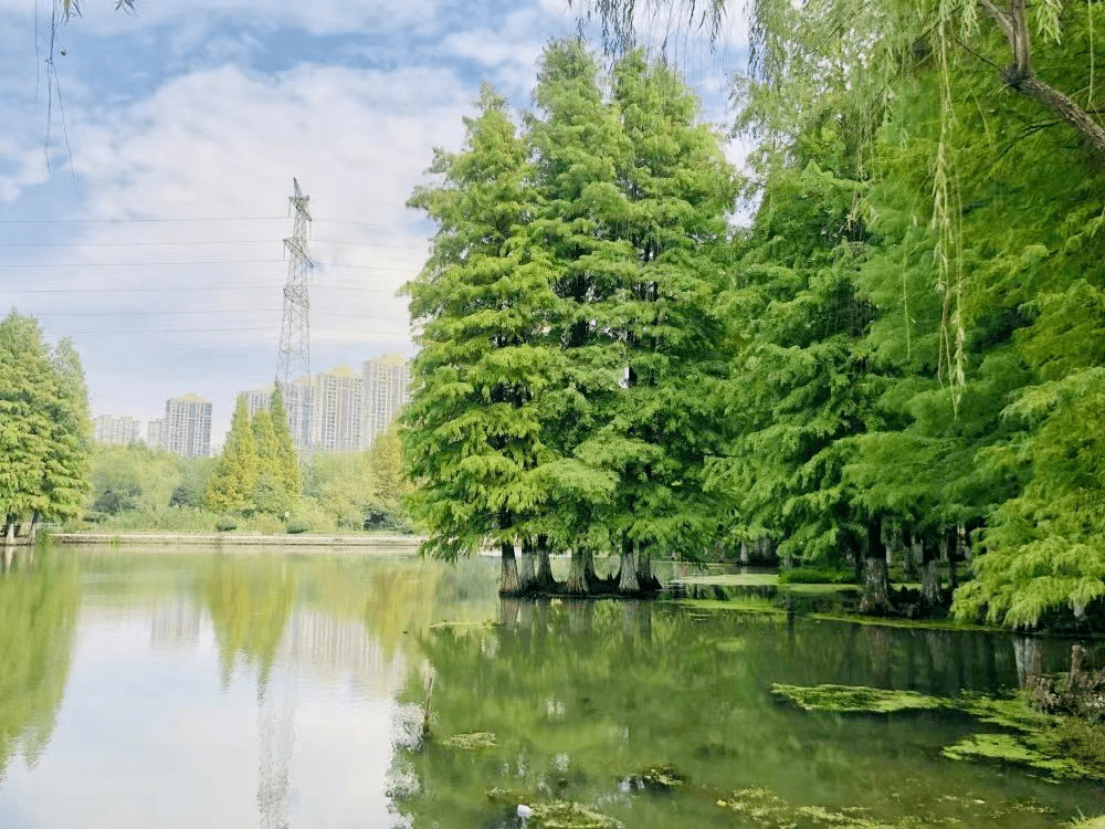 翠竹公園堅持生態優先,擦亮全域旅遊發展的底色3焦溪古鎮,舜山季子