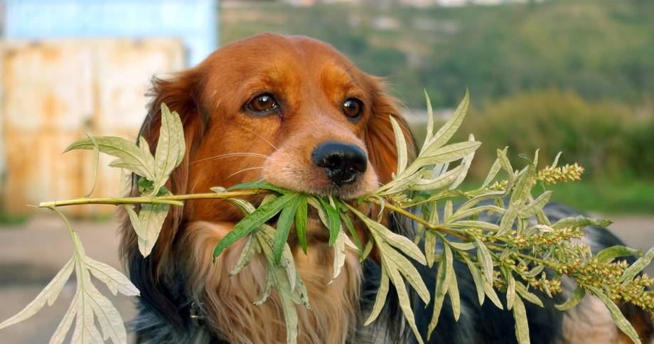 马犬花式遛狗，给马犬穿上披风，奔跑起来感觉狗狗在空中飞