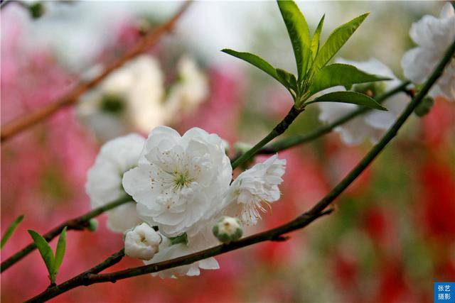 桃花|赏桃花何须远行，桃花故里最仙境，广州白云山桃花涧让人流连忘返