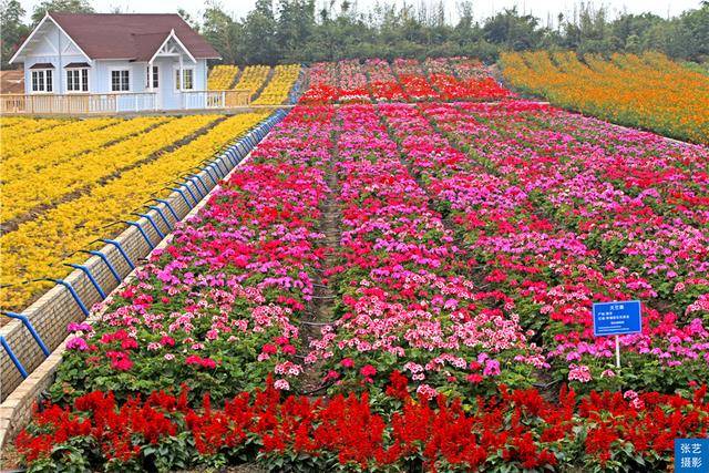 品种|阳春三月百万葵园最佳观赏季，20万葵花常年盛放，广州踏青好去处