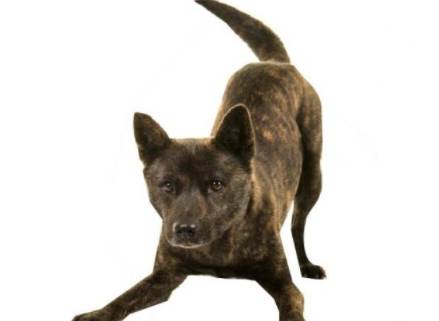 你确定你真正了解日本犬 柴犬 厚真 山梨县