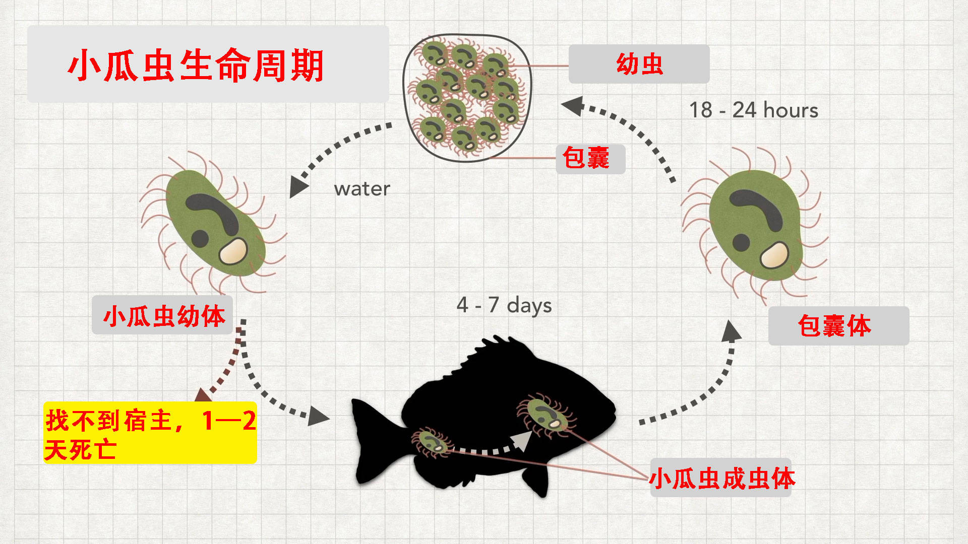 小瓜虫病怎么治图片