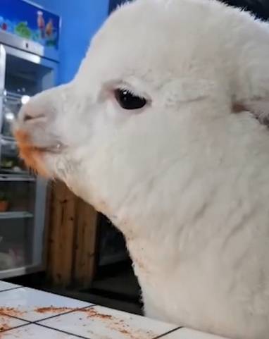 原创羊驼一脸享受偷吃辣椒面吃货注意这款辣椒面可以真的很赞