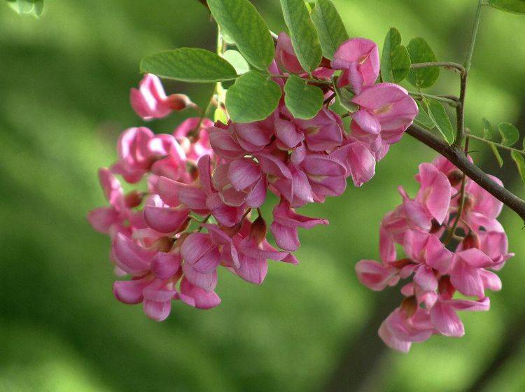 同样都是槐花 紫色 和 白色 区别大 别不懂小心 中毒 食用 香气 香味