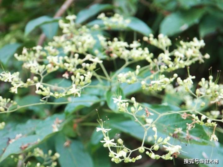 野生牛皮茶植物啥样的图片