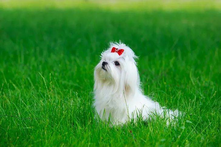 百科 玛尔济斯 天生高贵的白袍天使 生活 时期 狗狗