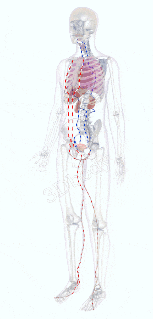 老中医珍藏多年的经络循行图限时免费分享给大家