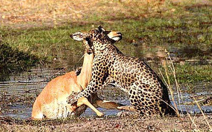 花豹捕食羚羊,刚想吃却被鳄鱼抢食,"螳螂捕蝉黄雀在后"_力气_动物_一