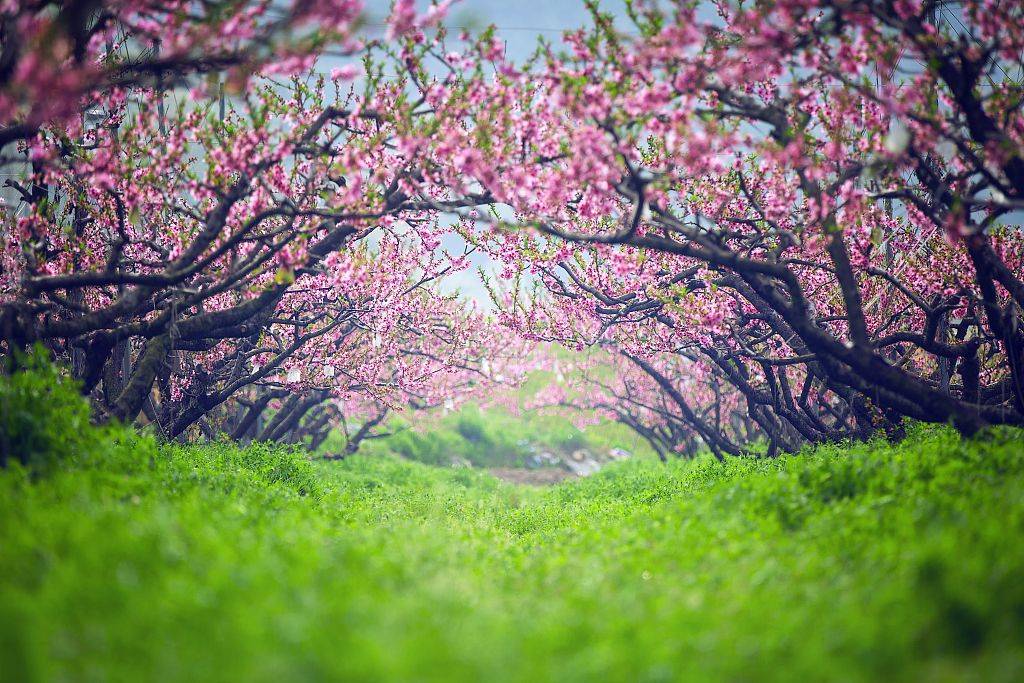 桃花林意境图片