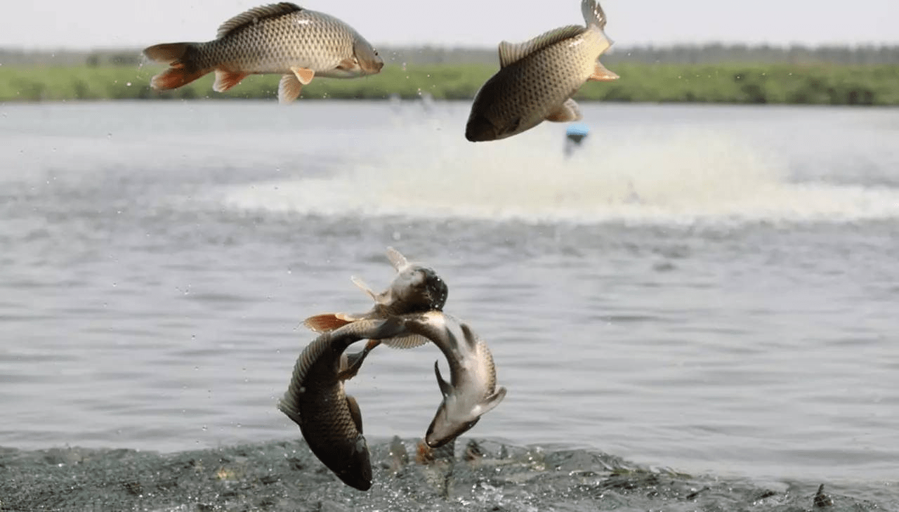 原创黄河泥沙多又浑浊但为何野生大鲤鱼却特别好吃一条能卖上千元