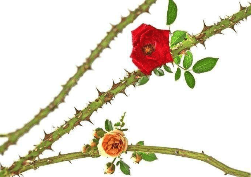 6-4亿年前,一些植物进化出了刺,这些刺在进化过程中可以分为皮刺,茎刺