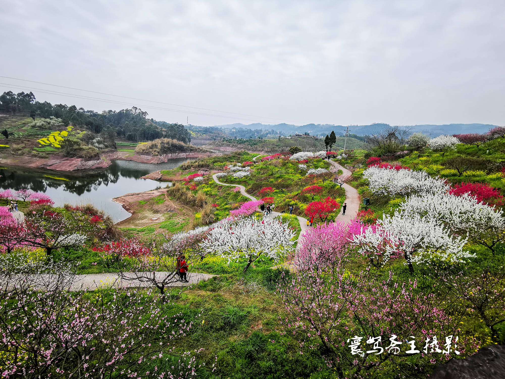 桃花|推荐个重庆近郊春游踏青的好去处，永川这三面环水的圣水湖桃花岛