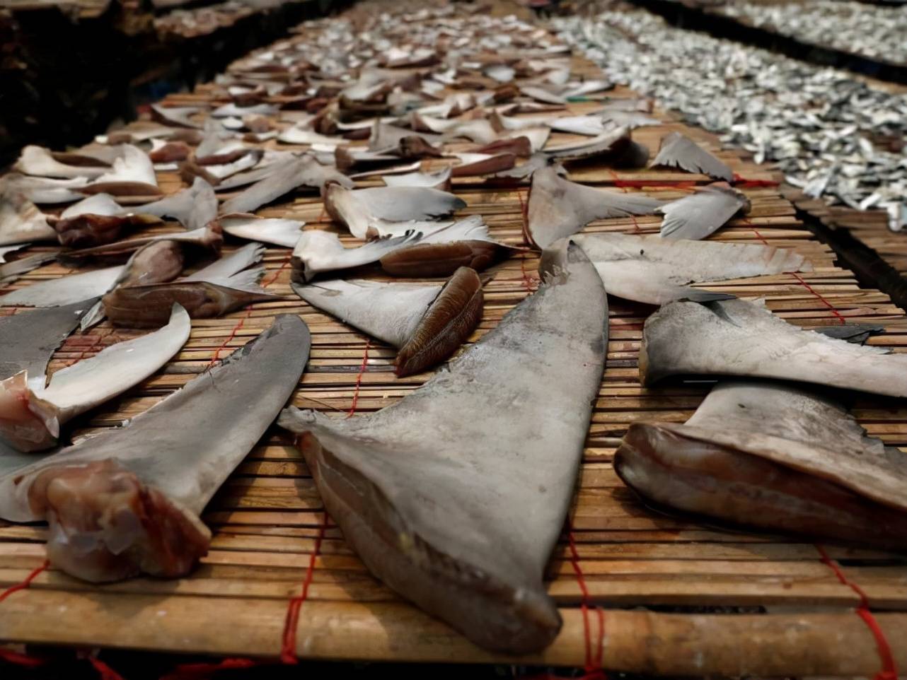 鱼翅,吃的是味道,还是残忍的虚荣?_鲨鱼_香港_人类