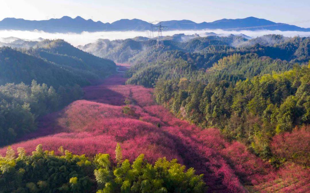 真的假的临安米积村十里樱花已经开成这样
