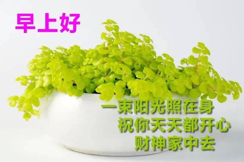 原创3月10日初春超漂亮早上好动态图片带鲜花清晨早上好动态表情图片