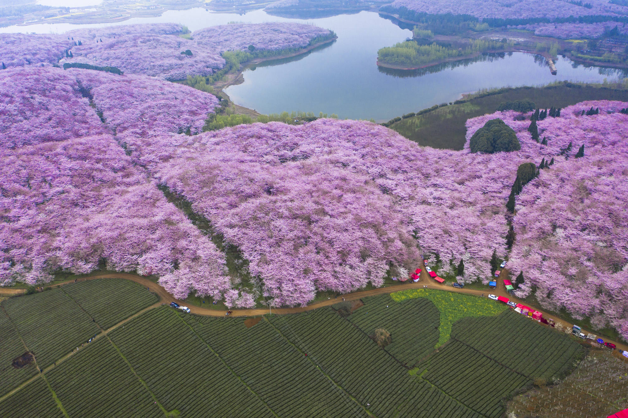 中国红樱花产地图片