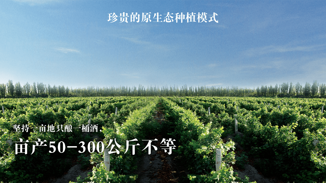 理念|【5.15-17 Interwine】新疆乡都酒业：打造“中国酿造”一支有生命的葡萄酒