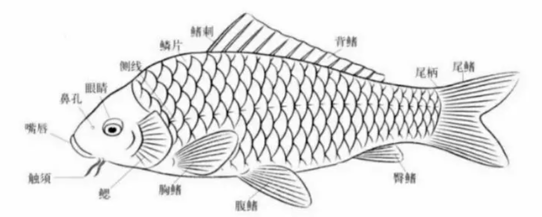 草鱼解剖图图片