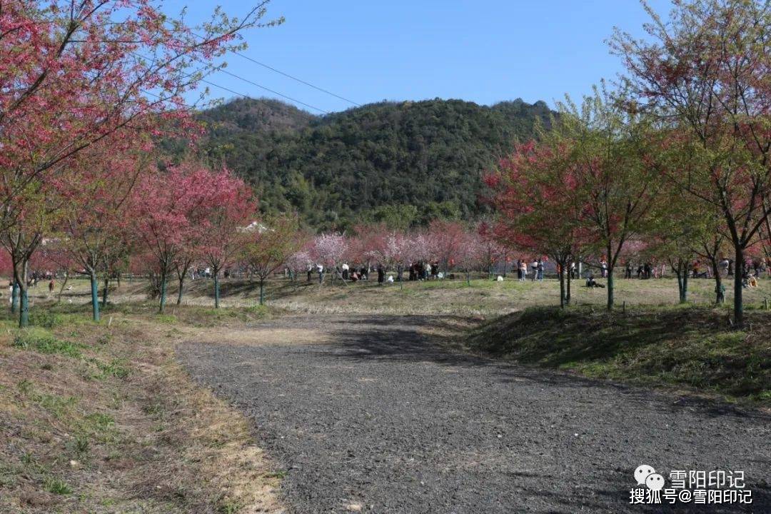 蓮城春韻61七星村61雪陽印記百畝櫻花相繼開網紅七星等你來