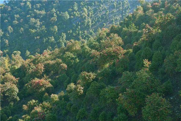 红山林清轩优选红山茶，铸造品质壁垒，强大科研力量打造国货高端品牌