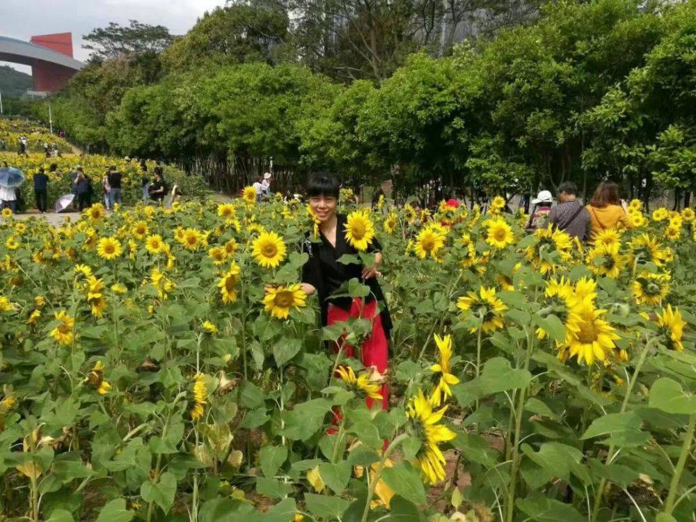 深圳市民中心10000株玉米豐收!下一次大家想種點啥?_花田_梁女士_網友