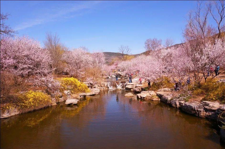 北京踏春指南不可错过的绝美赏花地