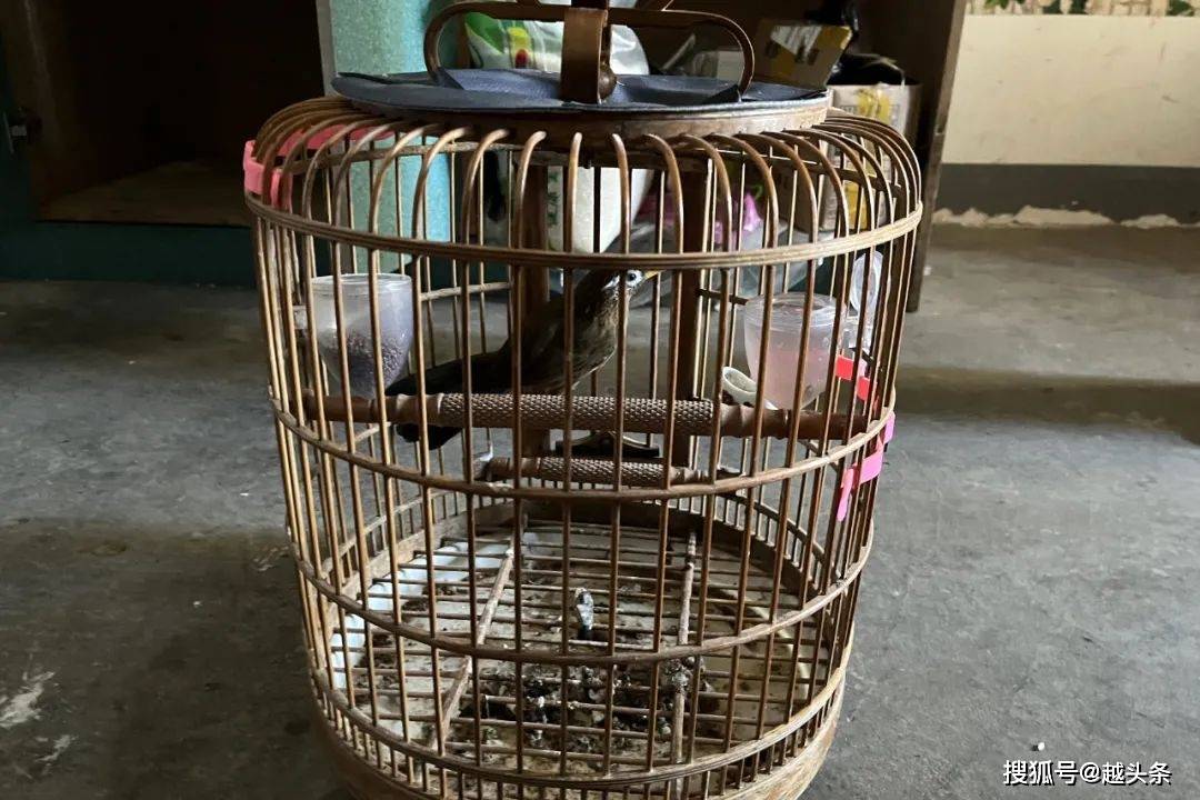 "自从买了这个破鸟,整天就知道抱个鸟笼逗鸟,家里啥事也不管.