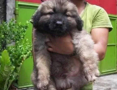狗狗体型大小排行榜_世上最大的狗世上最大的狗有多大