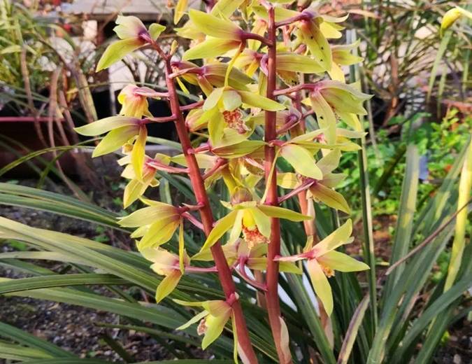 今年养兰花 喂它喝上 大补水 新芽嗖嗖冒 根壮花又多 液肥 养分 酵素