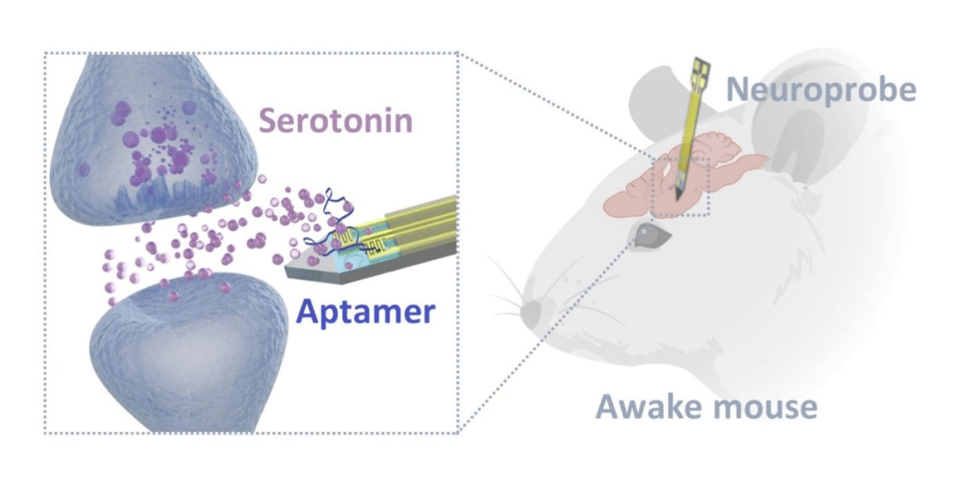 中國科學家在小鼠腦內檢測到血清素比電化學傳感器敏感度提升36個數量