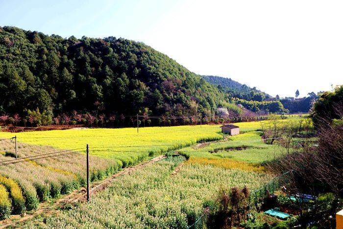 昆明|带您走进昆明安宁甸中村彩色油菜花田