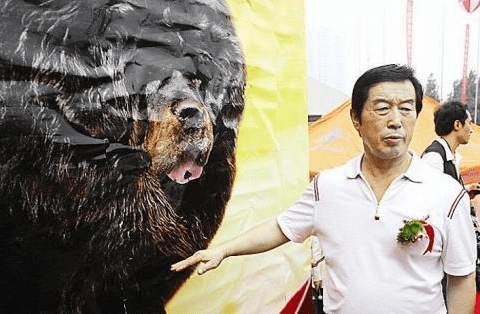 原创世界冠军教练马俊仁因丑闻离开国家队后凭借藏獒成为富豪