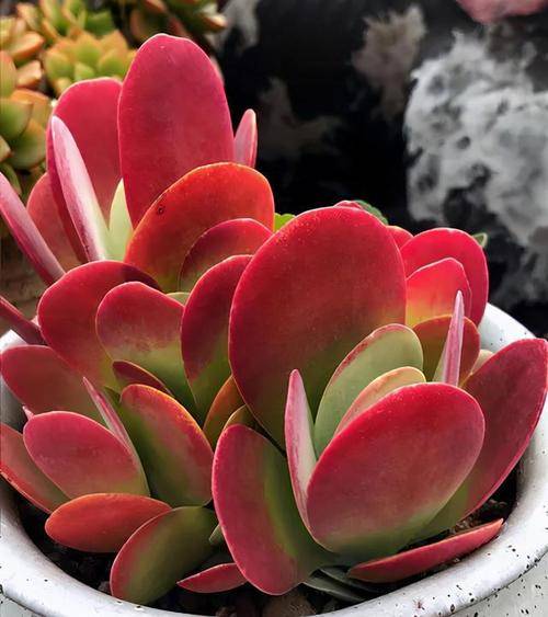 多肉唐印有"四怕",难怪绿油油的长成菜,做对了叶子鲜艳红似火