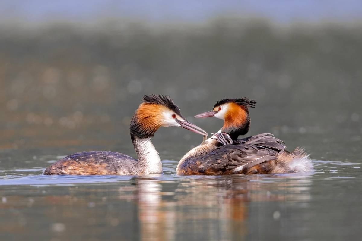 以热爱为名发现自然之美 那些野性瞬间背后的故事